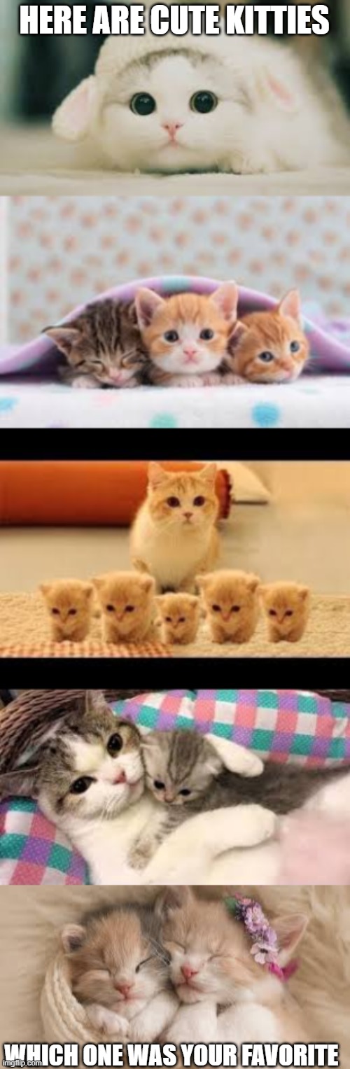 so cutee | HERE ARE CUTE KITTIES; WHICH ONE WAS YOUR FAVORITE | image tagged in cats,cute cat | made w/ Imgflip meme maker