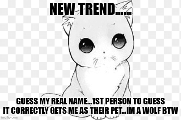 I don't frikin know what I'm doing soooo.....guess my name | NEW TREND...... GUESS MY REAL NAME...1ST PERSON TO GUESS IT CORRECTLY GETS ME AS THEIR PET...IM A WOLF BTW | image tagged in kawaii cat 2,imgflip trends,guess,name,boredom,idfk | made w/ Imgflip meme maker