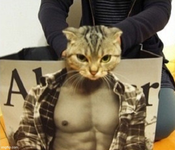 Sexy cat | image tagged in funny,cats,animals,cute,cute animals,muscle | made w/ Imgflip meme maker