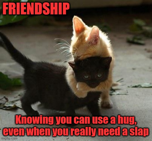 Kitten hugs | FRIENDSHIP; Knowing you can use a hug, even when you really need a slap | image tagged in kitten hugs | made w/ Imgflip meme maker