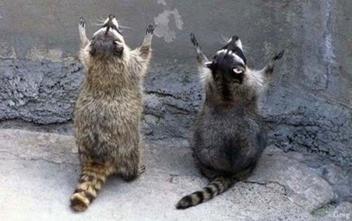 Raccoons praying Blank Meme Template