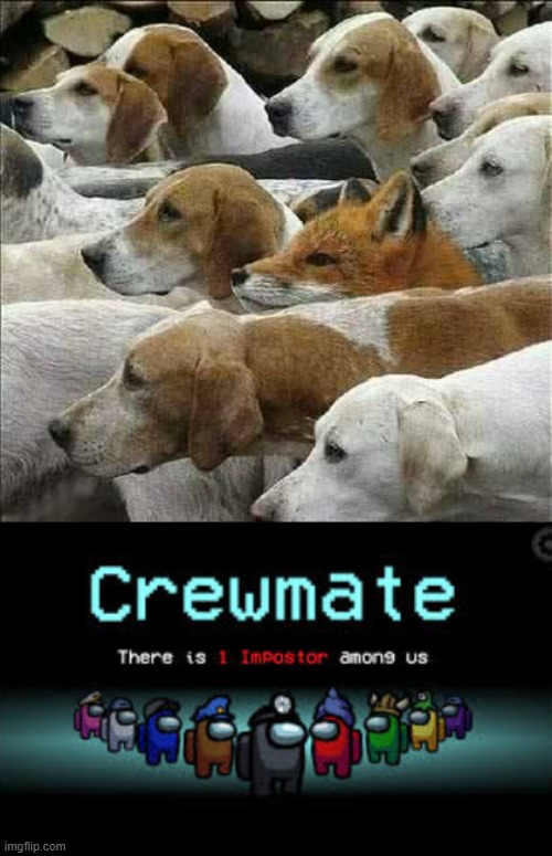 image tagged in fox and foxhounds,there is 1 imposter among us | made w/ Imgflip meme maker