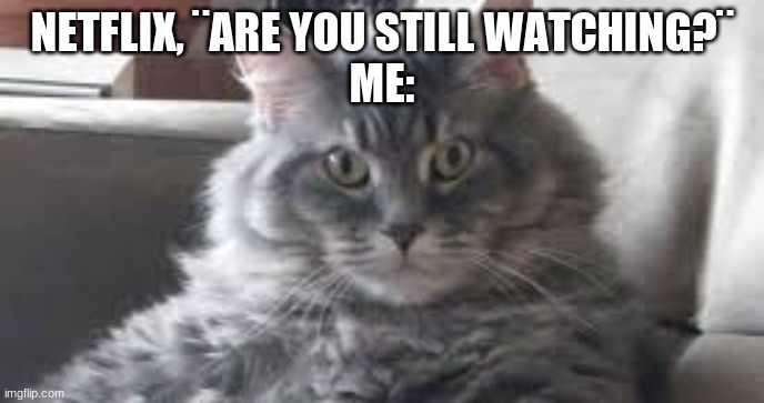 Annoying netflix | NETFLIX, ¨ARE YOU STILL WATCHING?¨
ME: | image tagged in netflix,cats,funny,memes,funny memes | made w/ Imgflip meme maker