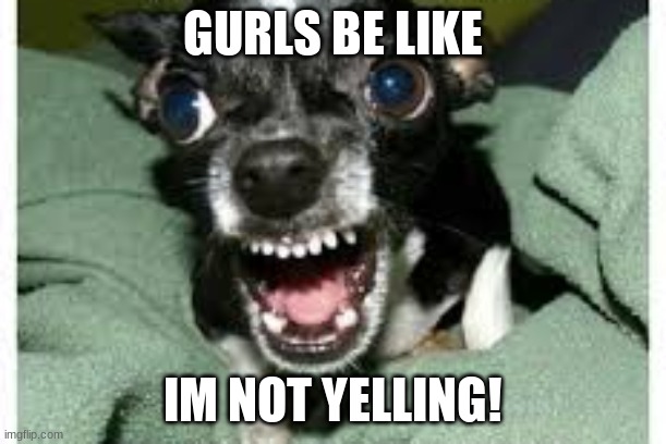 Just random thing | GURLS BE LIKE; IM NOT YELLING! | image tagged in girls,dogs,funny,memes,funny memes | made w/ Imgflip meme maker