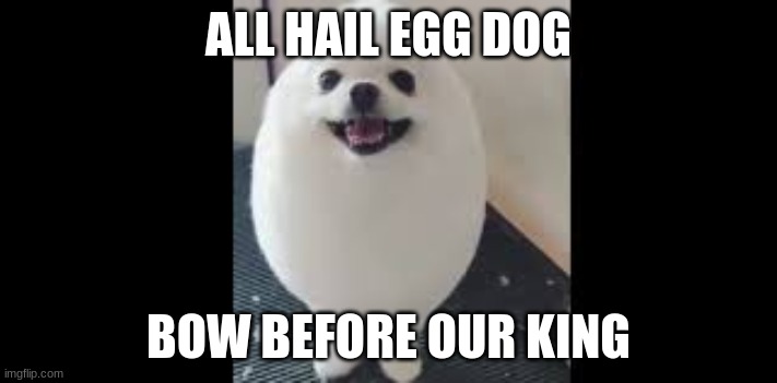 YOU DARE QUESTION EGG DOG | ALL HAIL EGG DOG; BOW BEFORE OUR KING | image tagged in all hail egg dog | made w/ Imgflip meme maker