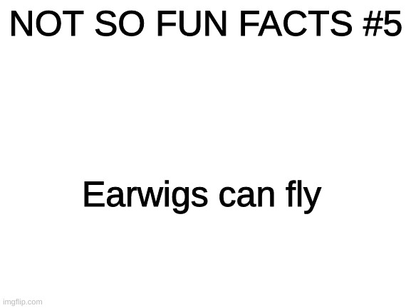 they dont actually do anything in your ear its just gross | NOT SO FUN FACTS #5; Earwigs can fly | image tagged in blank white template | made w/ Imgflip meme maker