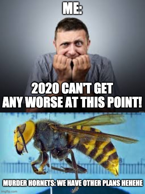 ME:; 2020 CAN'T GET ANY WORSE AT THIS POINT! MURDER HORNETS: WE HAVE OTHER PLANS HEHEHE | image tagged in 2020 sucks,murder hornet,2020 can get worse | made w/ Imgflip meme maker