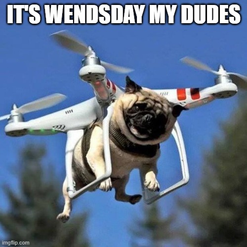 Flying Pug |  IT'S WENDSDAY MY DUDES | image tagged in flying pug | made w/ Imgflip meme maker