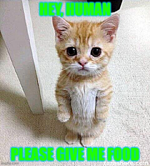 I'M HUNGRY, HUMAN | HEY, HUMAN; PLEASE GIVE ME FOOD | image tagged in memes,cute cat | made w/ Imgflip meme maker