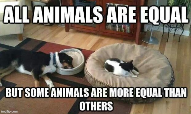 ...Unless You are a Cat | image tagged in vince vance,cats,dogs,equality,funny cat memes,cats and dogs living together | made w/ Imgflip meme maker