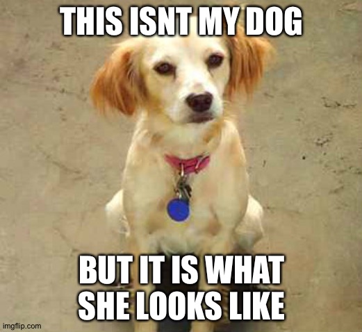 Cockerspaniel chihuahua is her species | THIS ISNT MY DOG; BUT IT IS WHAT SHE LOOKS LIKE | image tagged in doggo | made w/ Imgflip meme maker