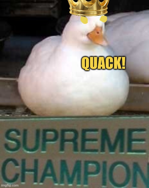 QUACK! | made w/ Imgflip meme maker