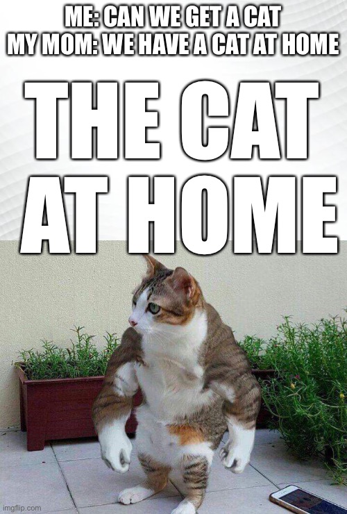 Cat At Home | ME: CAN WE GET A CAT
MY MOM: WE HAVE A CAT AT HOME; THE CAT  AT HOME | image tagged in we have a x at home,cats | made w/ Imgflip meme maker