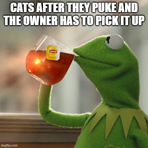 But That's None Of My Business | CATS AFTER THEY PUKE AND THE OWNER HAS TO PICK IT UP | image tagged in memes,but that's none of my business,kermit the frog | made w/ Imgflip meme maker