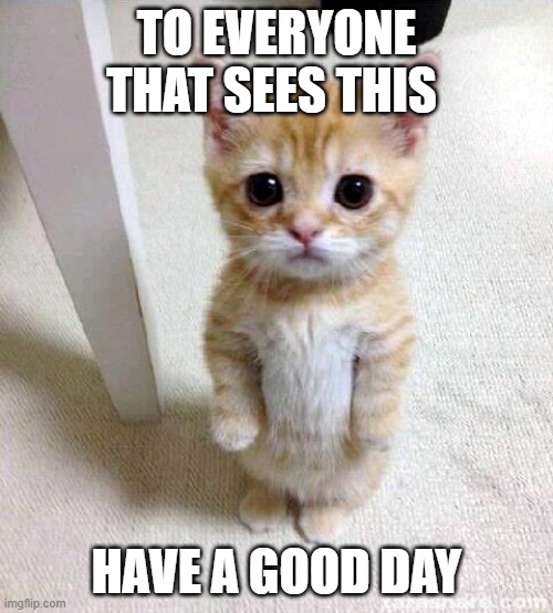 Cute Cat | TO EVERYONE THAT SEES THIS; HAVE A GOOD DAY | image tagged in memes,cute cat | made w/ Imgflip meme maker