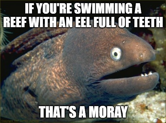 Bad Joke Eel Meme | IF YOU'RE SWIMMING A REEF WITH AN EEL FULL OF TEETH; THAT'S A MORAY | image tagged in memes,bad joke eel | made w/ Imgflip meme maker