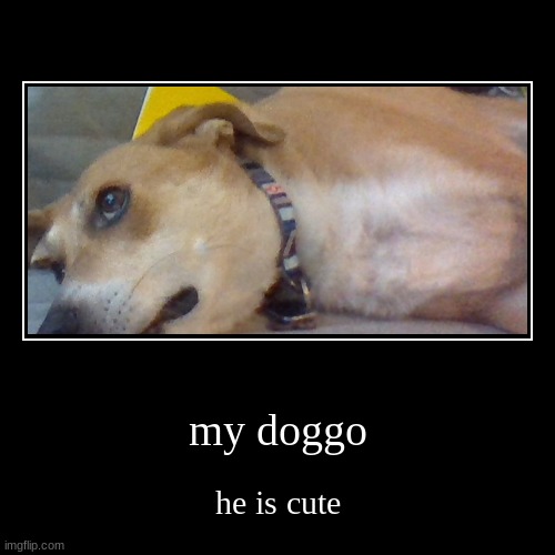 dog | image tagged in funny,demotivationals | made w/ Imgflip demotivational maker