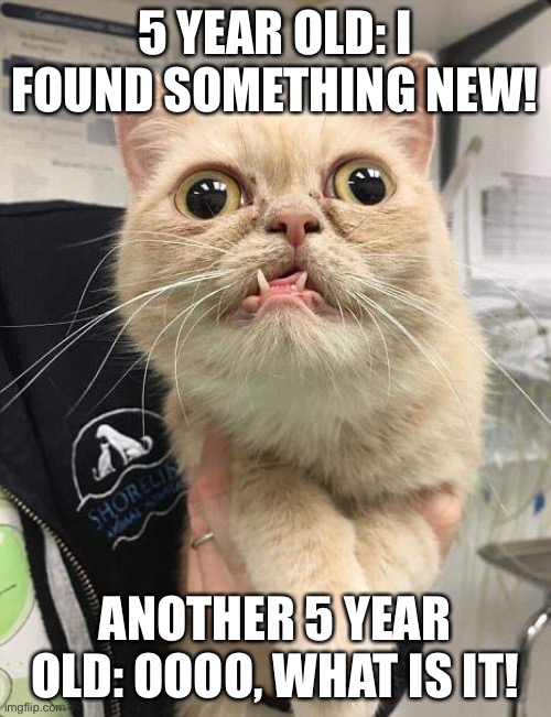 Small children | 5 YEAR OLD: I FOUND SOMETHING NEW! ANOTHER 5 YEAR OLD: OOOO, WHAT IS IT! | image tagged in stupid cat | made w/ Imgflip meme maker