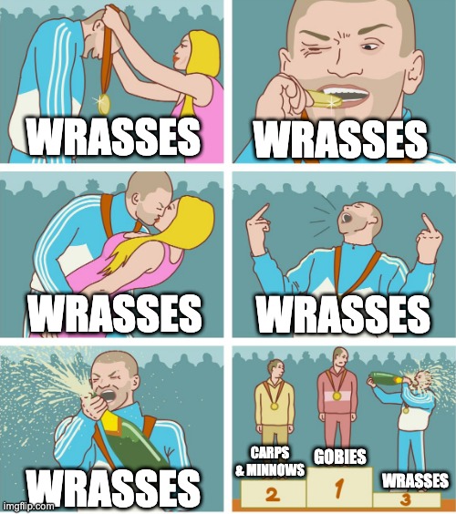 Wrasses are jerks | WRASSES; WRASSES; WRASSES; WRASSES; CARPS & MINNOWS; GOBIES; WRASSES; WRASSES | image tagged in 3rd place celebration | made w/ Imgflip meme maker