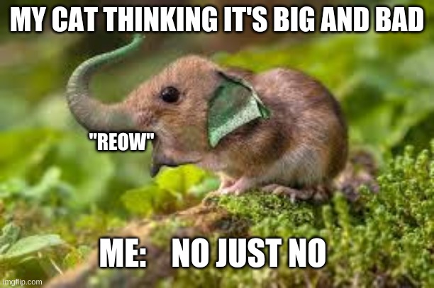 ror | MY CAT THINKING IT'S BIG AND BAD; "REOW"; ME:    NO JUST NO | image tagged in ror | made w/ Imgflip meme maker