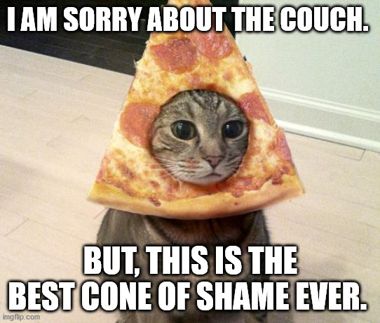 pizza cat | I AM SORRY ABOUT THE COUCH. BUT, THIS IS THE BEST CONE OF SHAME EVER. | image tagged in pizza cat | made w/ Imgflip meme maker