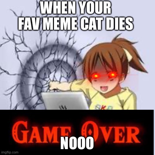 Fav meme cat X_X | WHEN YOUR FAV MEME CAT DIES; NOOO | image tagged in anime wall punch,cats | made w/ Imgflip meme maker
