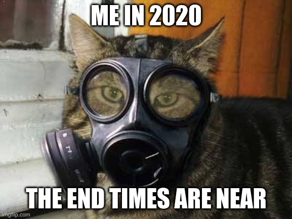 me in 2020 | ME IN 2020; THE END TIMES ARE NEAR | image tagged in gas mask cat | made w/ Imgflip meme maker
