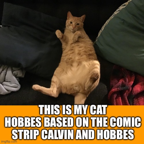 My Hobbes | THIS IS MY CAT HOBBES BASED ON THE COMIC STRIP CALVIN AND HOBBES | image tagged in cats | made w/ Imgflip meme maker