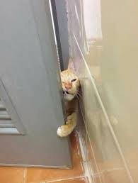 Cat squeezing through the door Blank Meme Template