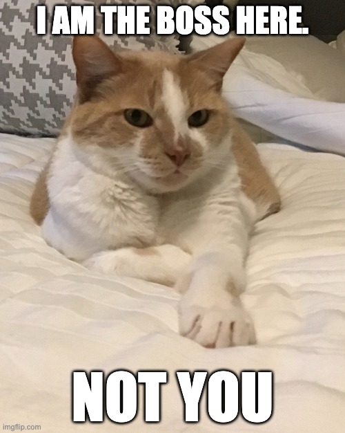 I AM THE BOSS, | I AM THE BOSS HERE. NOT YOU | image tagged in cats | made w/ Imgflip meme maker