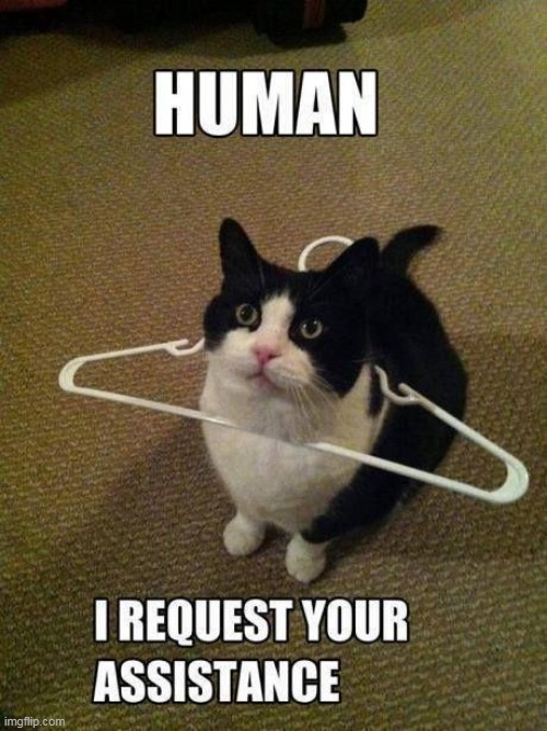 Humans are not owners they are servants | image tagged in cat,funny,animal,cat boss,humans help,cute | made w/ Imgflip meme maker