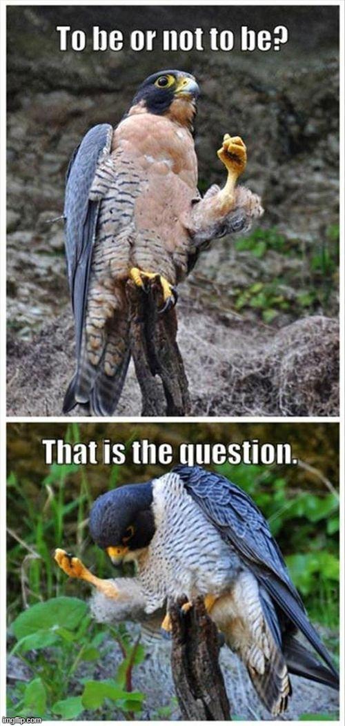 thinking about life | image tagged in falcon,animal,shakespeare,questions,funny,bird of prey | made w/ Imgflip meme maker