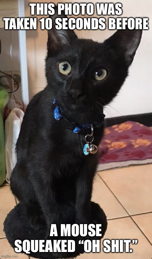 THIS PHOTO WAS TAKEN 10 SECONDS BEFORE; A MOUSE SQUEAKED “OH SHIT.” | made w/ Imgflip meme maker