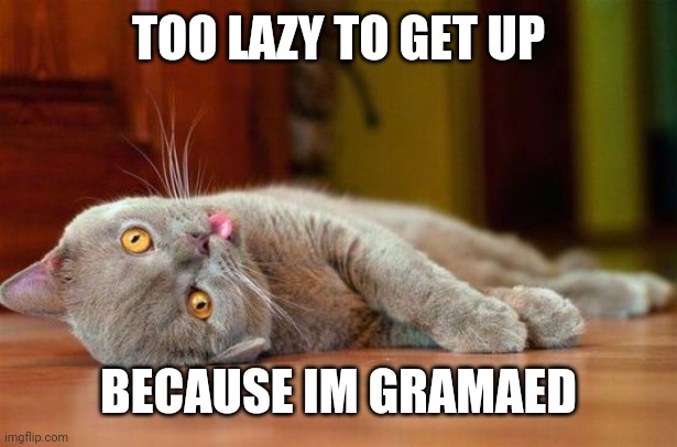 derpcat | TOO LAZY TO GET UP; BECAUSE IM GRAMAED | image tagged in derpcat | made w/ Imgflip meme maker