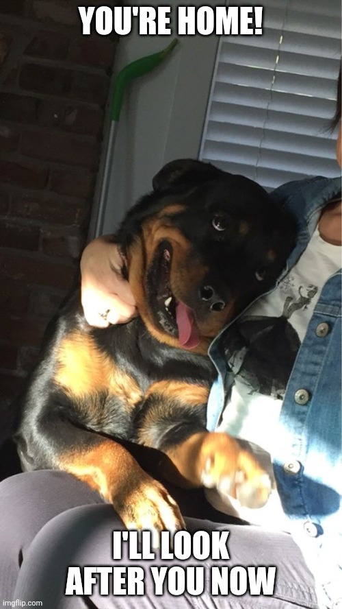 Rottweiler | YOU'RE HOME! I'LL LOOK AFTER YOU NOW | image tagged in rottweiler | made w/ Imgflip meme maker