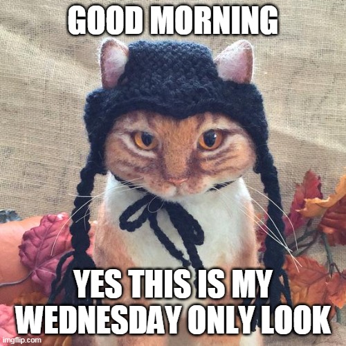 cat dress Wednesday | GOOD MORNING; YES THIS IS MY WEDNESDAY ONLY LOOK | image tagged in cat | made w/ Imgflip meme maker