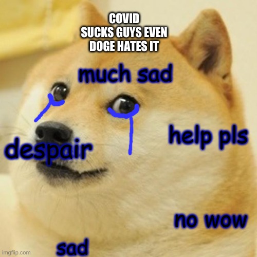 Doge Meme | COVID SUCKS GUYS EVEN DOGE HATES IT; much sad; despair; help pls; no wow; sad | image tagged in memes,doge,covid,no wow,sad doge | made w/ Imgflip meme maker