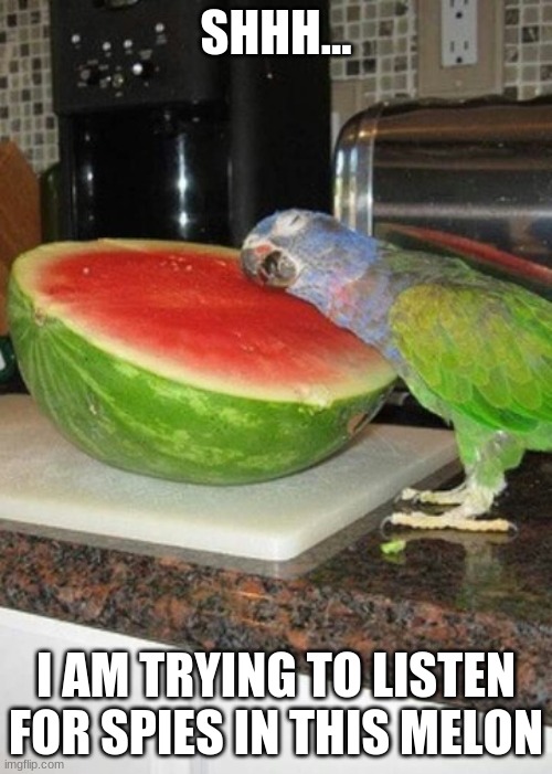 parrot is listening for spies |  SHHH... I AM TRYING TO LISTEN FOR SPIES IN THIS MELON | image tagged in parrot melon | made w/ Imgflip meme maker