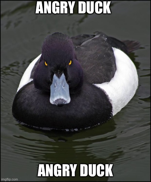 when you don't join the duck gang |  ANGRY DUCK; ANGRY DUCK | image tagged in angry duck | made w/ Imgflip meme maker
