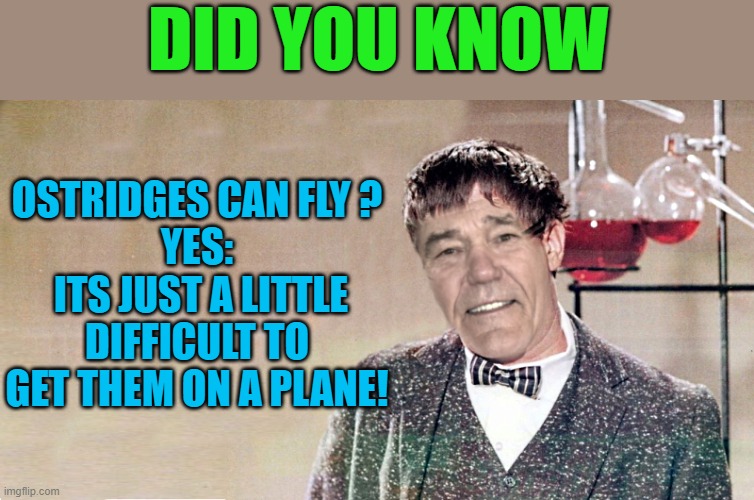 DID YOU KNOW; OSTRIDGES CAN FLY ?
YES:
 ITS JUST A LITTLE DIFFICULT TO GET THEM ON A PLANE! | made w/ Imgflip meme maker