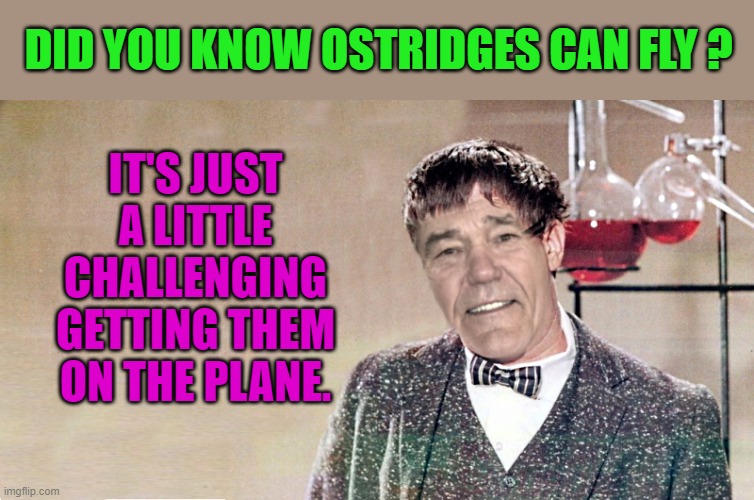 did you know ? | IT'S JUST A LITTLE CHALLENGING GETTING THEM ON THE PLANE. DID YOU KNOW OSTRIDGES CAN FLY ? | image tagged in kewlew,joke | made w/ Imgflip meme maker