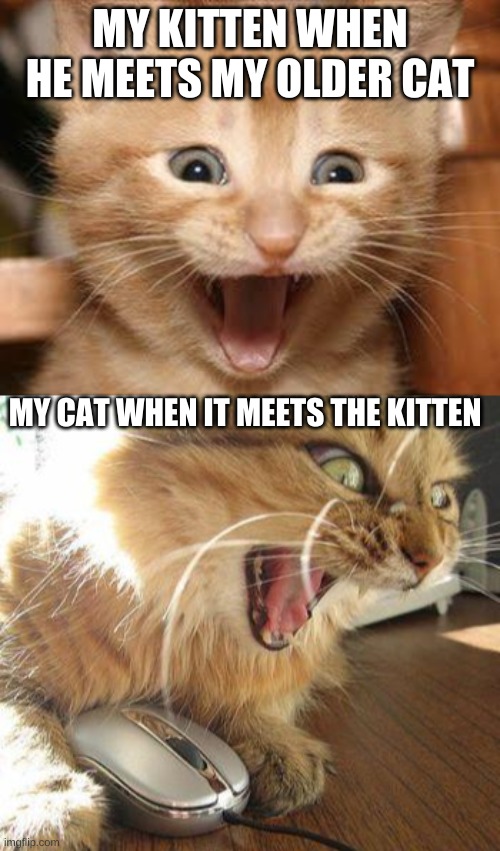MY KITTEN WHEN HE MEETS MY OLDER CAT; MY CAT WHEN IT MEETS THE KITTEN | image tagged in angry cat,memes,excited cat | made w/ Imgflip meme maker