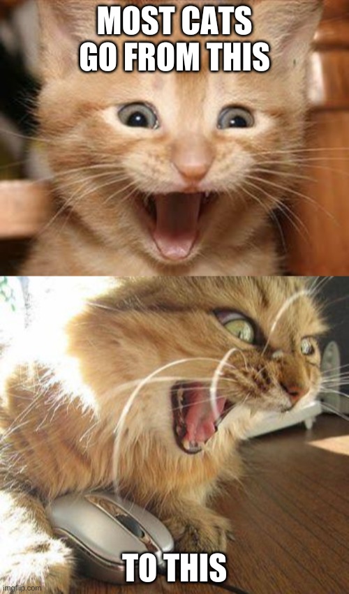 MOST CATS GO FROM THIS; TO THIS | image tagged in angry cat,memes,excited cat | made w/ Imgflip meme maker