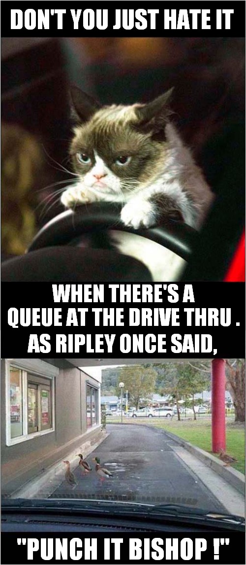 Grumpys At The Drive Thru | DON'T YOU JUST HATE IT; WHEN THERE'S A QUEUE AT THE DRIVE THRU . AS RIPLEY ONCE SAID, "PUNCH IT BISHOP !" | image tagged in grumpy cat,drive thru,ducks | made w/ Imgflip meme maker