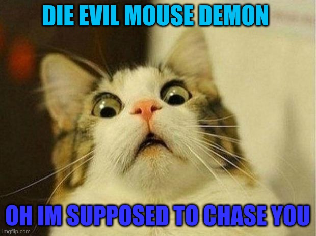 THE MOUSE | DIE EVIL MOUSE DEMON; OH IM SUPPOSED TO CHASE YOU | image tagged in memes,scared cat | made w/ Imgflip meme maker