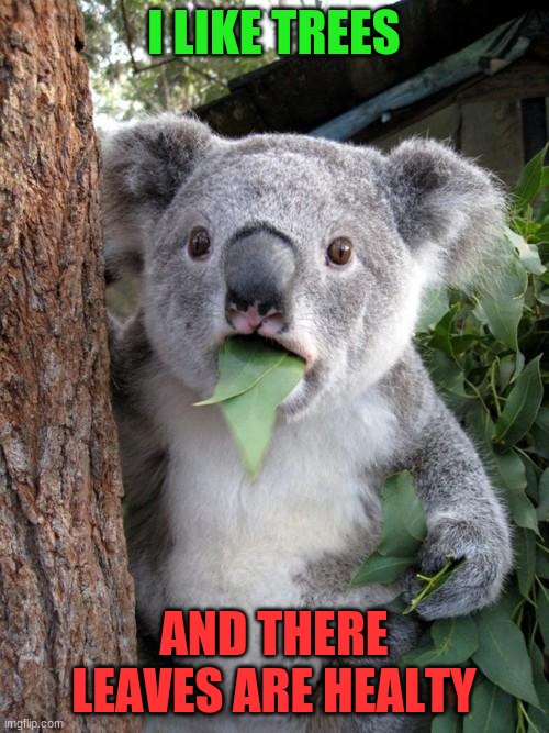 why? | I LIKE TREES; AND THERE LEAVES ARE HEALTY | image tagged in memes,surprised koala | made w/ Imgflip meme maker