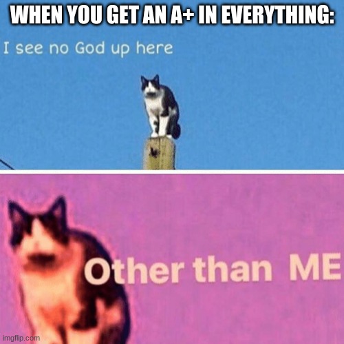 Hail pole cat | WHEN YOU GET AN A+ IN EVERYTHING: | image tagged in hail pole cat | made w/ Imgflip meme maker