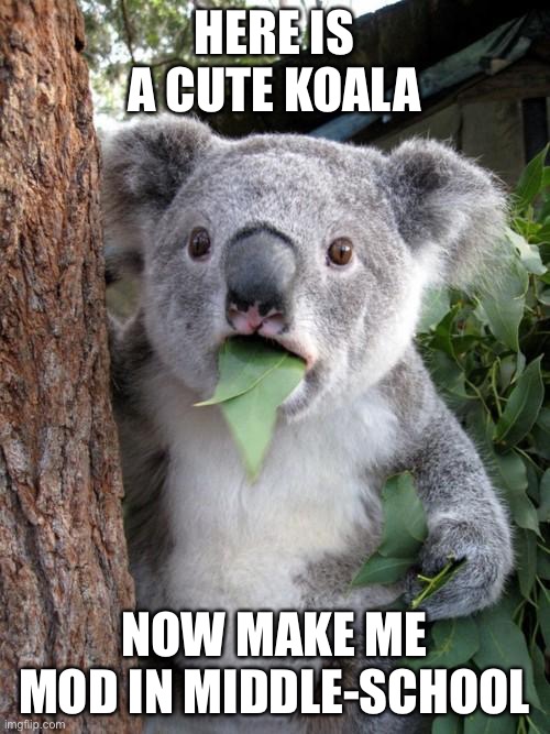 Surprised Koala | HERE IS A CUTE KOALA; NOW MAKE ME MOD IN MIDDLE-SCHOOL | image tagged in memes,surprised koala | made w/ Imgflip meme maker