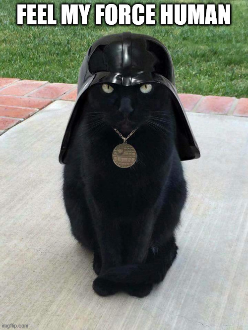 Dark cat | FEEL MY FORCE HUMAN | image tagged in dark cat | made w/ Imgflip meme maker