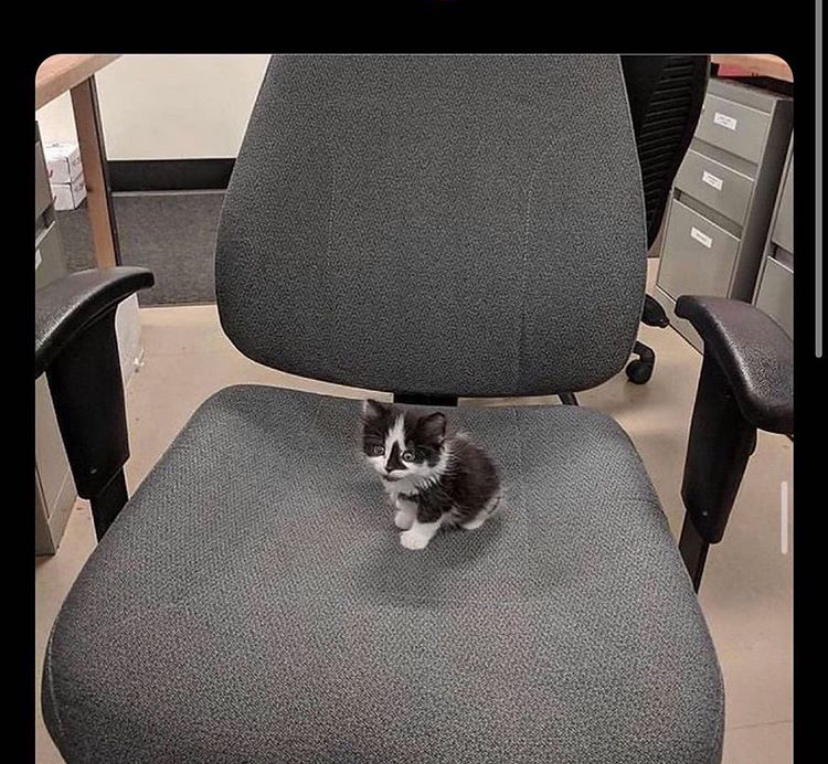 kitty on chair begging Blank Meme Template